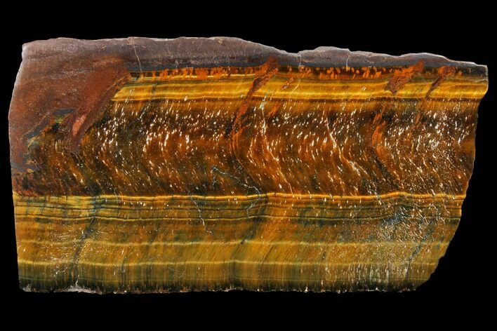 Polished Tiger's Eye Section - South Africa #128446